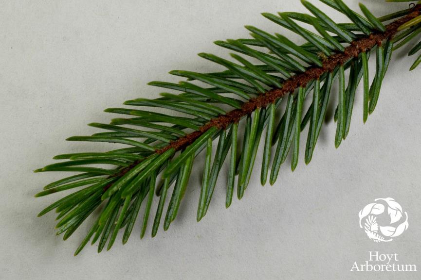 Picea brachytyla - Sargent Spruce | Hoyt Arboretum, Portland, Oregon, USA