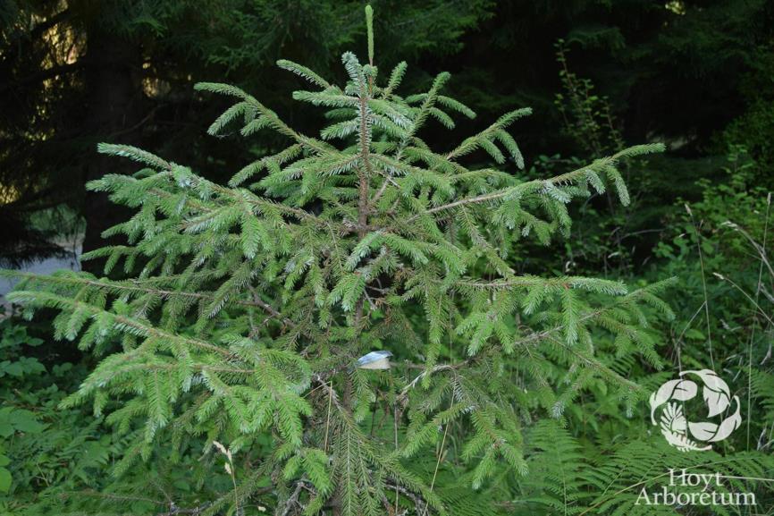 Picea brachytyla - Sargent Spruce
