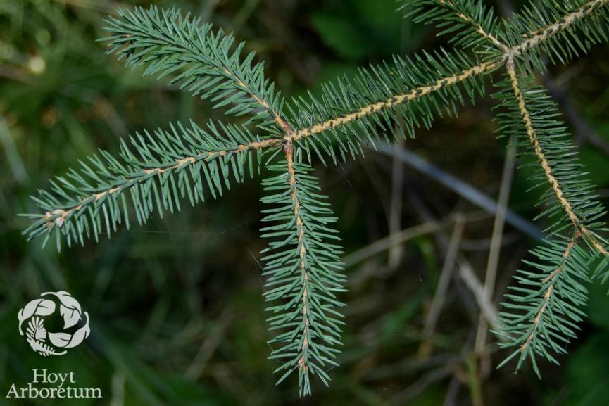 Picea likiangensis - Lijiang Spruce
