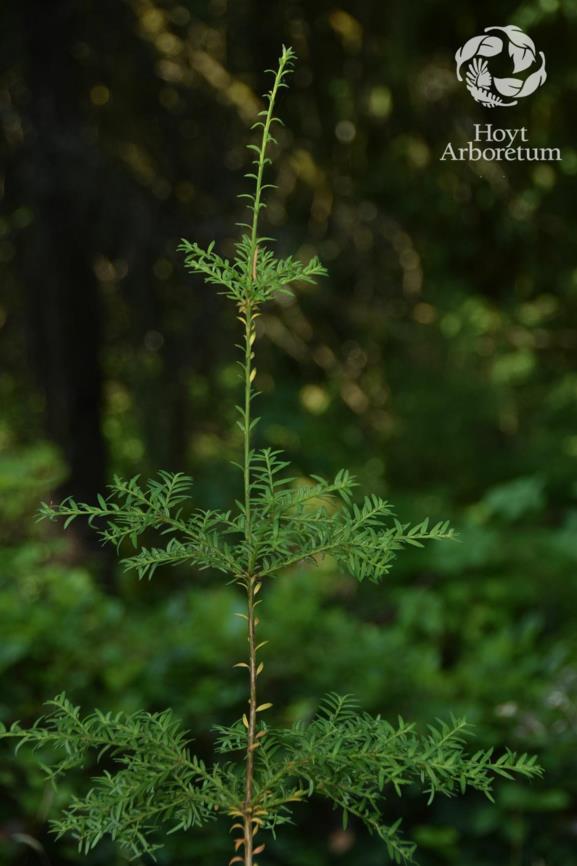 Saxegothaea conspicua - Prince Albert's Yew