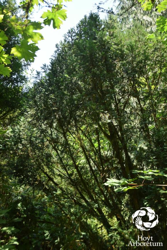 Taxus × media 'Wellesleyana' - Wellesley Yew