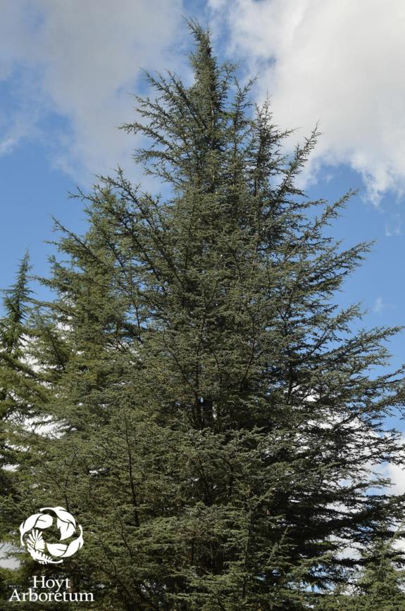 Cedrus libani subsp. brevifolia - Cyprus Cedar