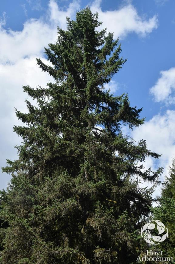 Picea glauca × albertina - Alberta White Spruce