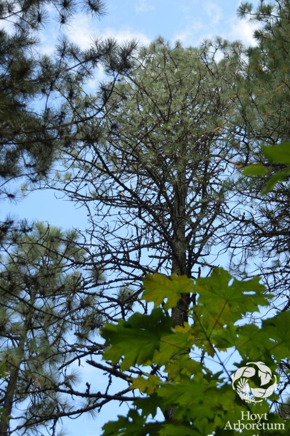Pinus ponderosa var. ponderosa - Rocky. Mtn. Yellow Pine
