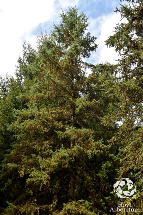Picea alcoquiana - Alcock Spruce