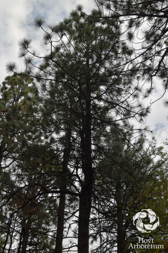 Pinus engelmannii - Apache Pine