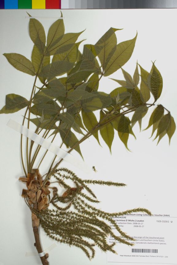Carya laciniosa - Shellbark Hickory, kingnut