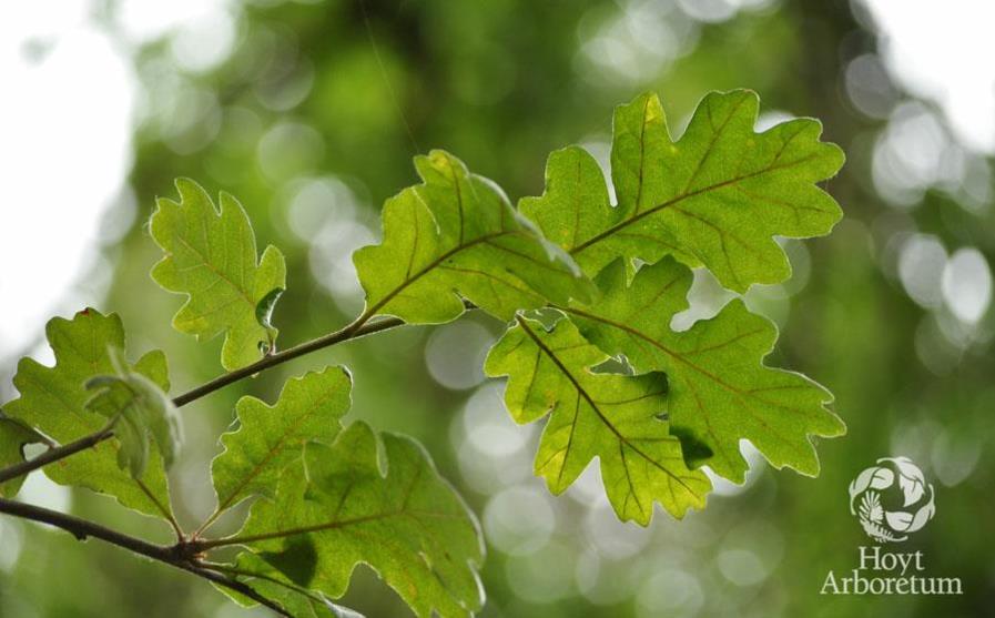 Quercus garryana - Oregon white oak, garry oak