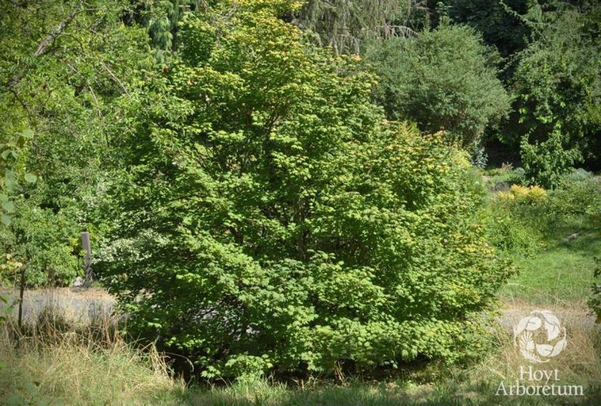 Celtis tenuifolia - Georgia Hackberry