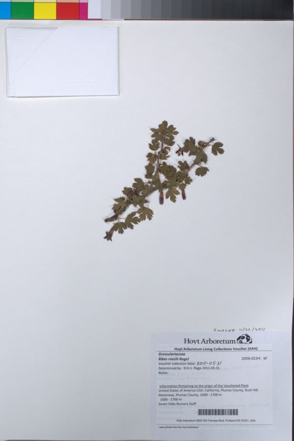 Ribes roezlii - Roezl's Gooseberry