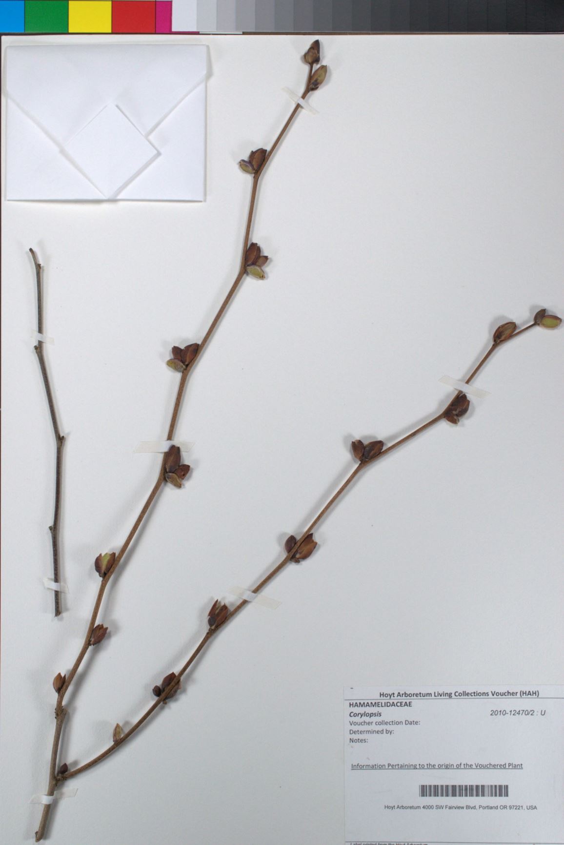 Corylopsis sinensis var. sinensis