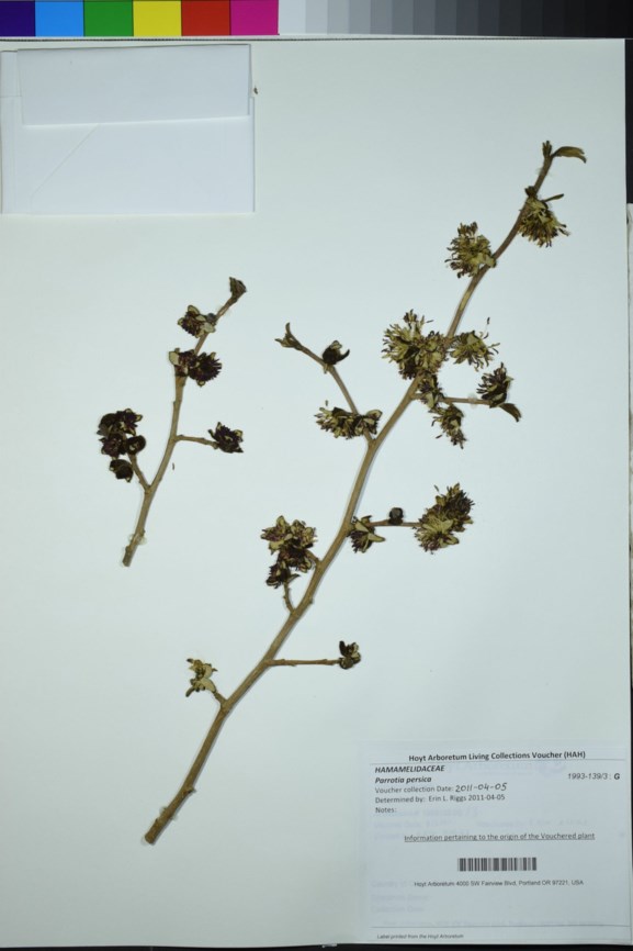 Parrotia persica - Persian  Ironwood