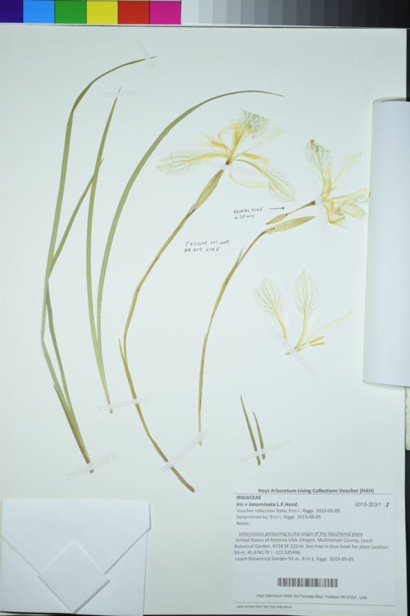 Iris × innominata