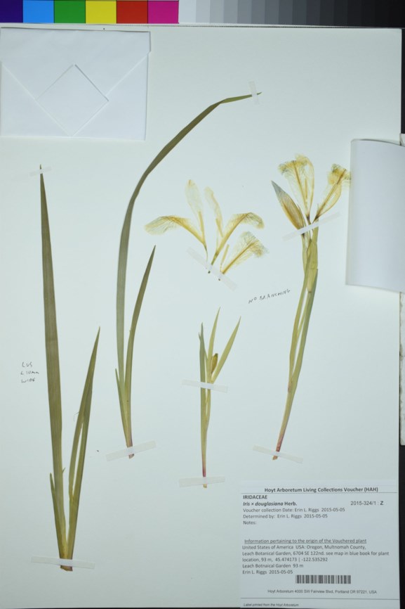 Iris × douglasiana - Douglas iris