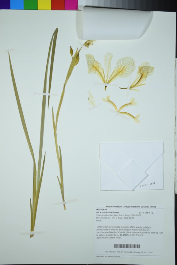 Iris × tenuissima