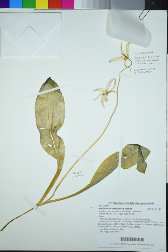 Erythronium hendersonii - Henderson's fawn lily