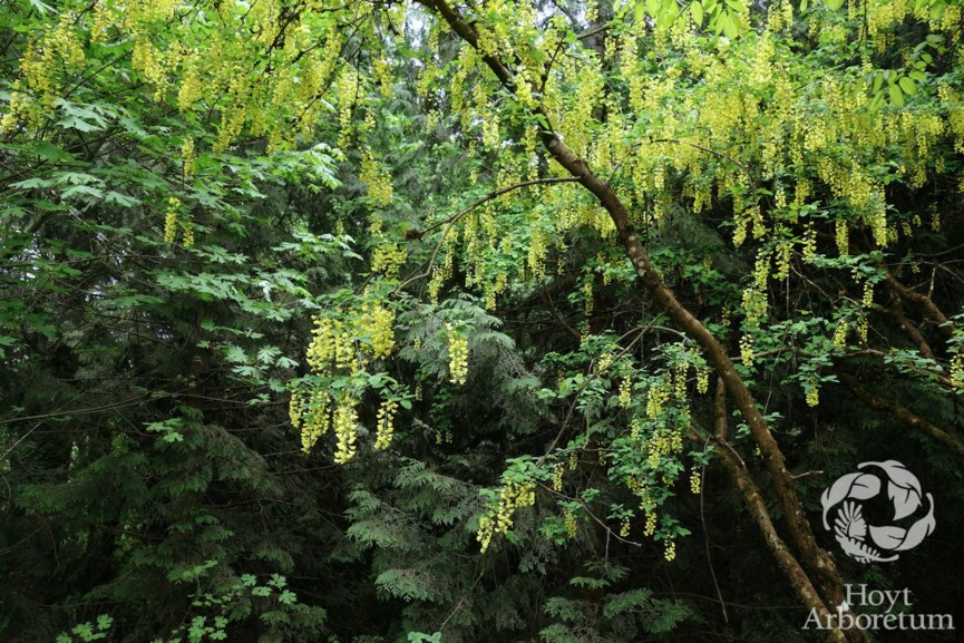 Laburnum anagyroides - Golden Chain Tree