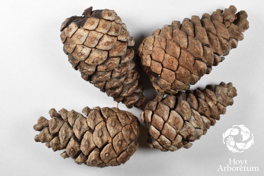 Pinus resinosa Red Pine Hoyt Arboretum, Portland, Oregon, USA