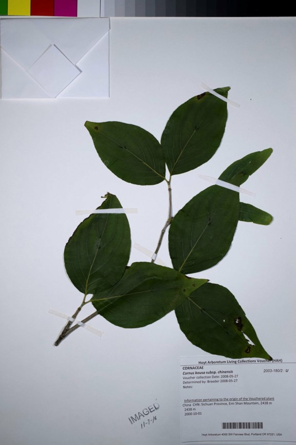 Cornus kousa subsp. chinensis - Chinese Kousa Dogwood