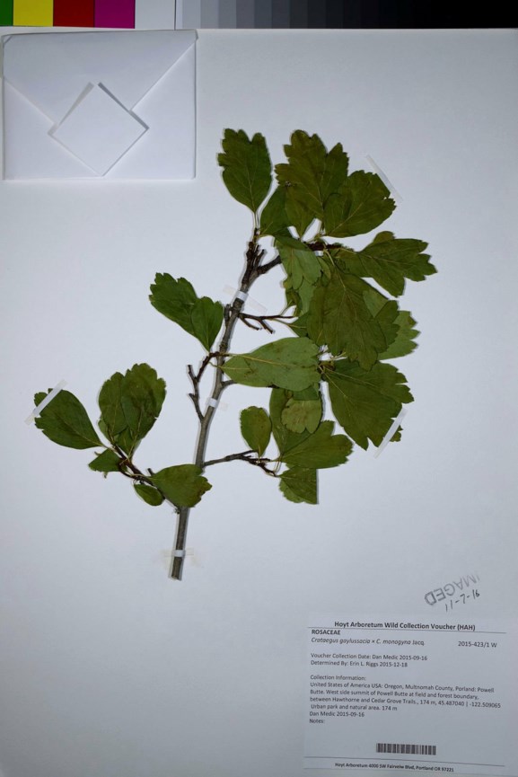 Crataegus gaylussacia × C. monogyna