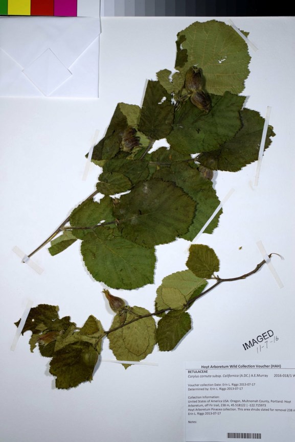 Corylus cornuta subsp. californica - Western Hazlenut, California hazelnut