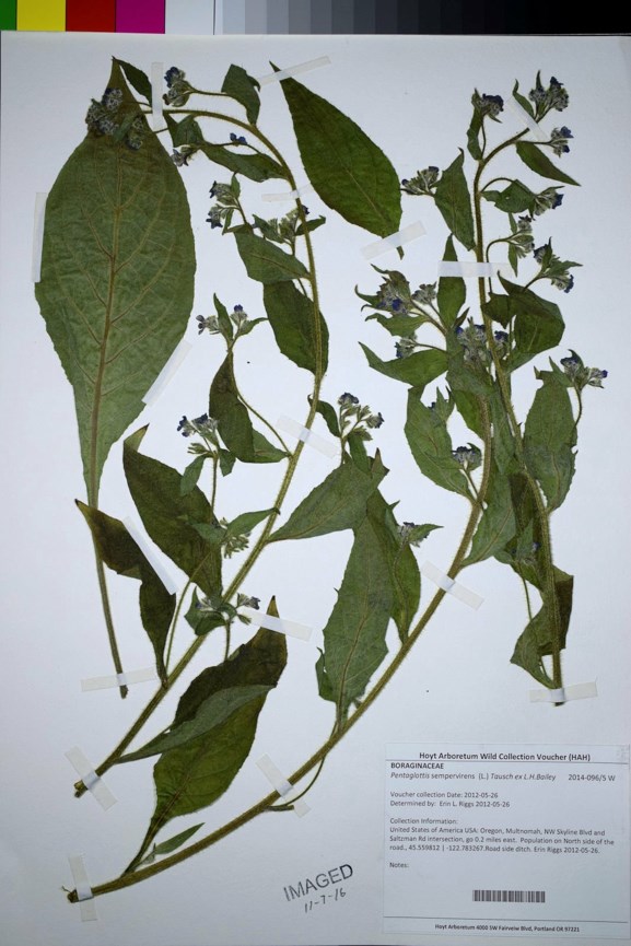 Pentaglottis sempervirens - evergreen bugloss