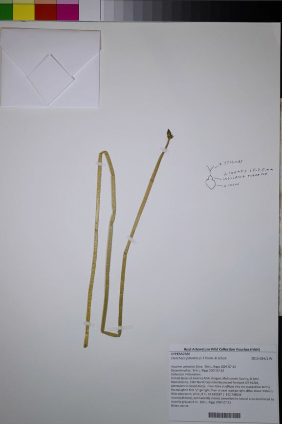 Eleocharis palustris - spikerush