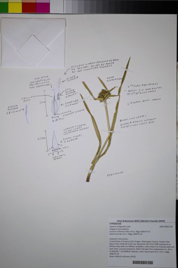 Cyperus eragrostis