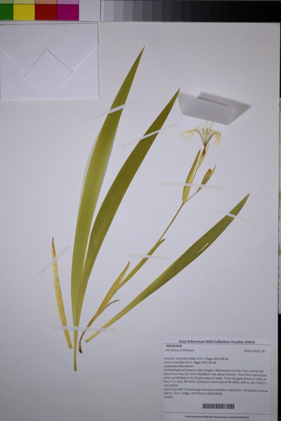Iris tenuis - Clackamas iris