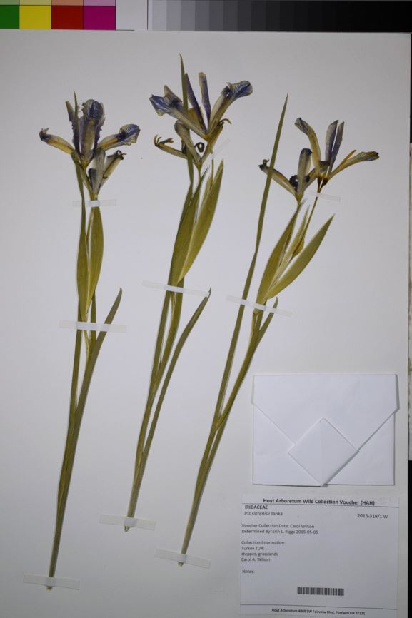Iris sintenisii - Spuria iris