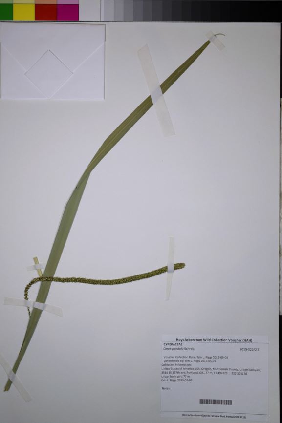 Carex pendula - hanging sedge, sedge-grass