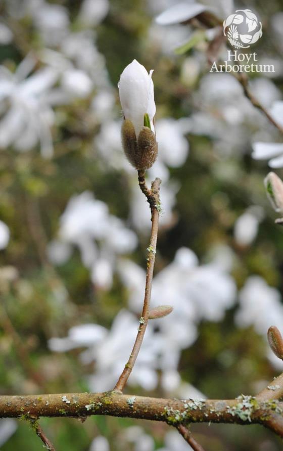 Magnolia stellata - Star Magnolia