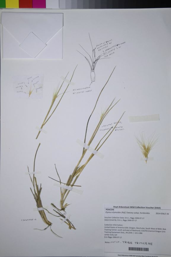 Elymus elymoides subsp. hordeoides