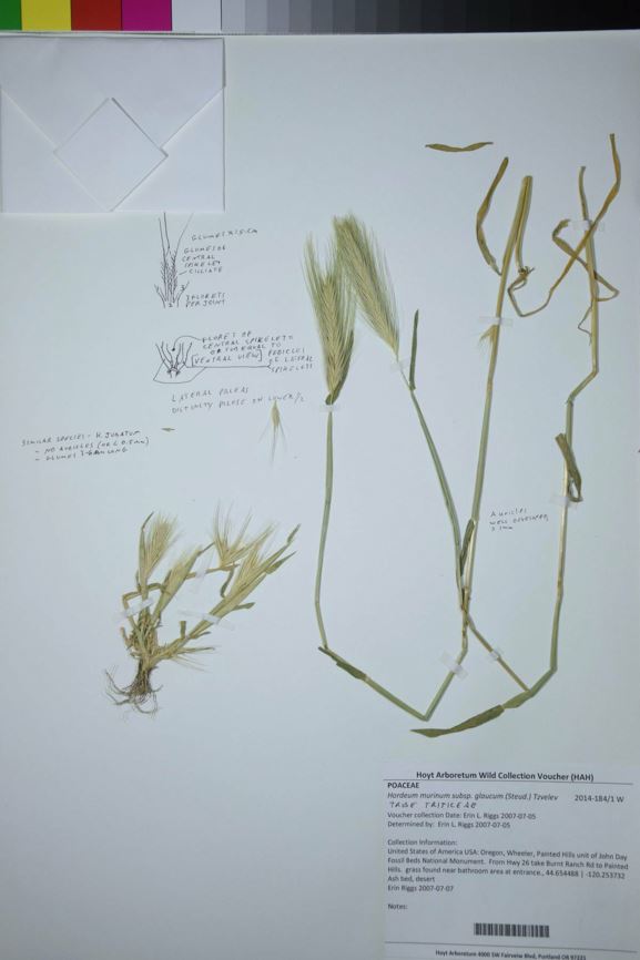 Hordeum murinum subsp. glaucum - smooth barley