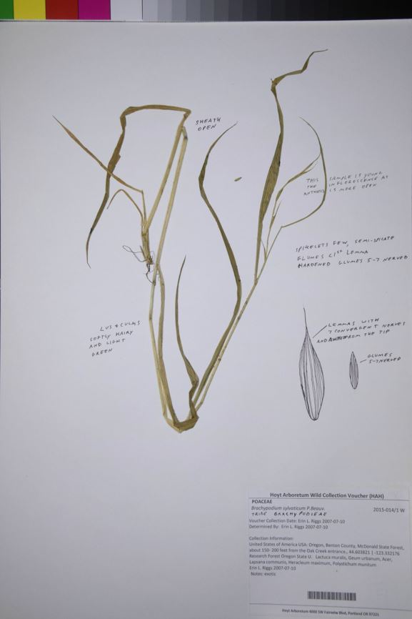 Brachypodium sylvaticum - slender false brome