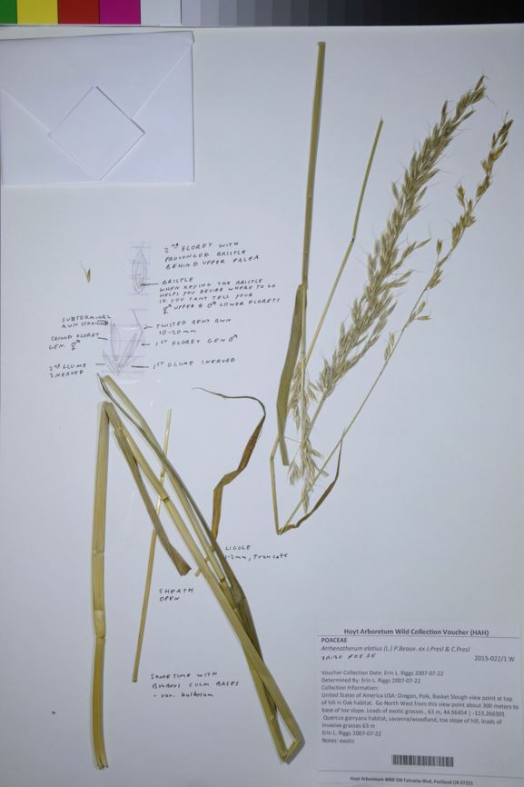 Arrhenatherum elatius - tall oatgrass