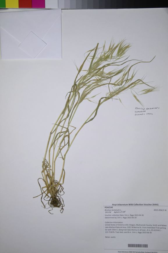 Bromus tectorum - cheat grass, cheatgrass, downy brome, early chess, military grass, wild oats