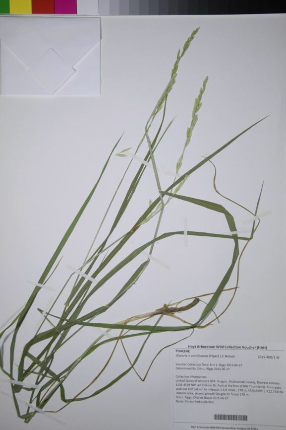 Glyceria × occidentalis
