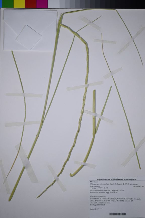 Thinopyrum intermedium subsp. intermedium