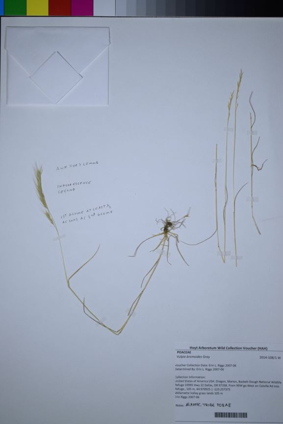 Vulpia bromoides - brome fescue, desert fescue, brome six-weeks grass