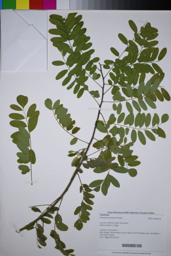 Amorpha fruticosa - desert false indigo, desert indigobush, dullleaf indigo, false indigo, false indigobush, indigobush, leadplan