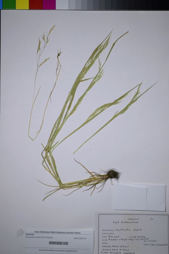 Ventenata dubia - North Africa grass, ventenata