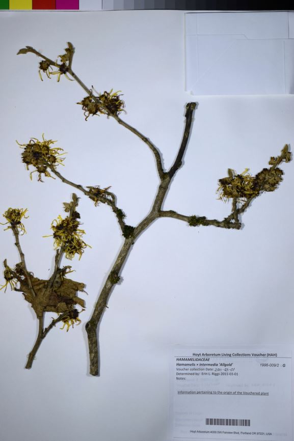 Hamamelis × intermedia 'Allgold'