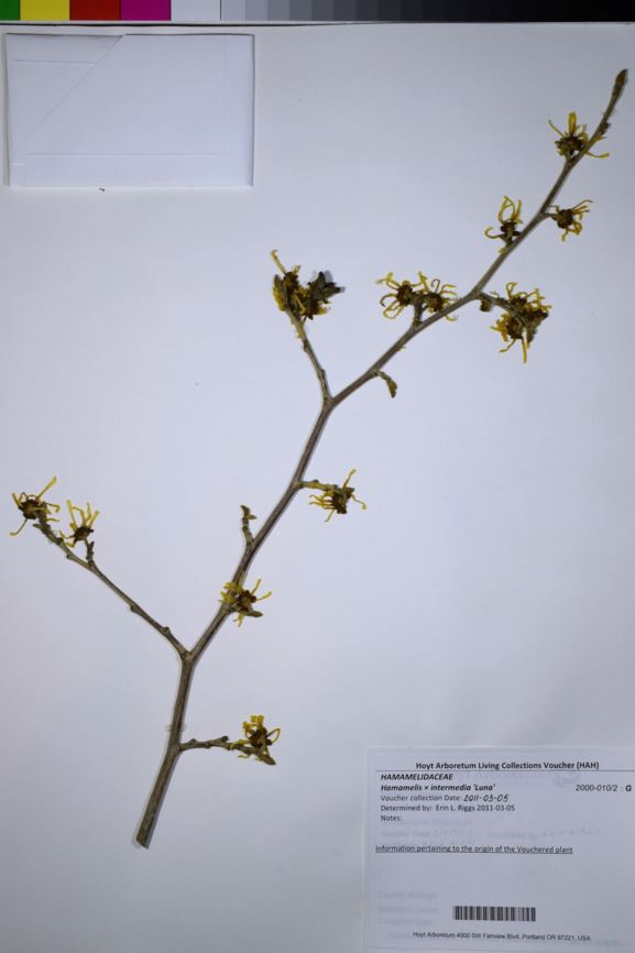 Hamamelis × intermedia 'Luna'