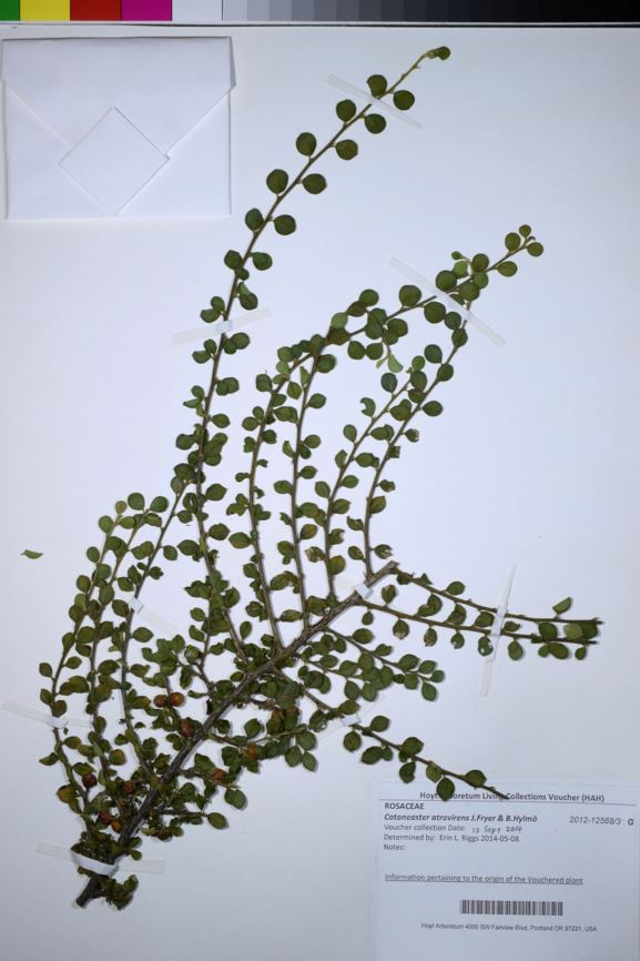 Cotoneaster atrovirens