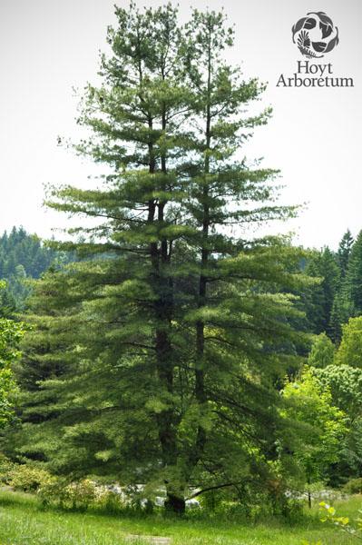 Pinus strobus - Eastern White Pine