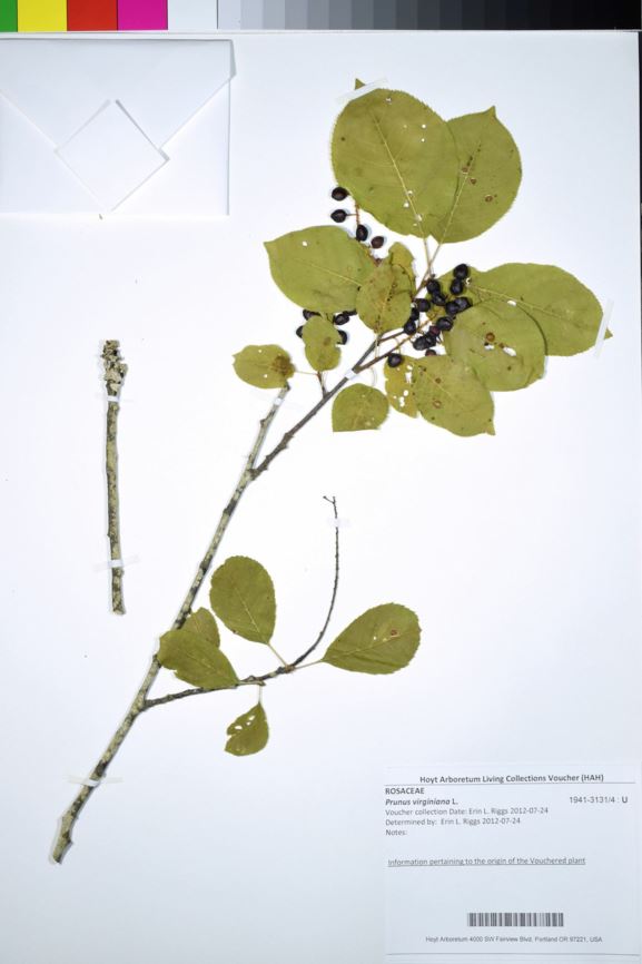 Prunus virginiana - chokecherry, common chokecherry