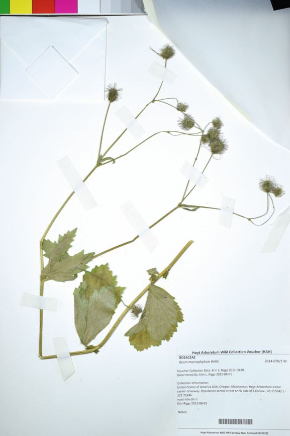 Geum macrophyllum - large-leaf avens, largeleaf avens