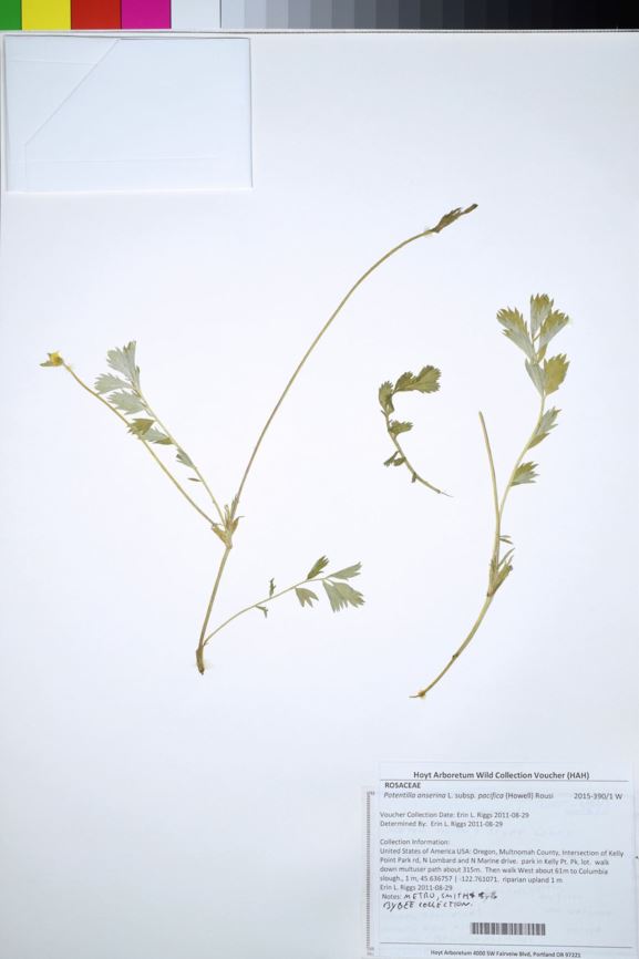 Potentilla anserina subsp. pacifica - silverweed cinquefoil