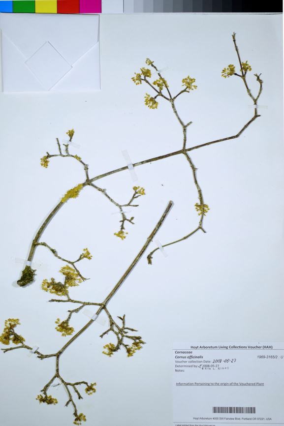 Cornus officinalis - Japanese Cornelian Cherry, Asiatic dogwood, Japanese cornel